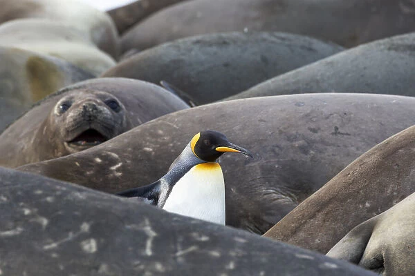 Southern Ocean, South Georgia. A king penguin finds its way through the elephant seals