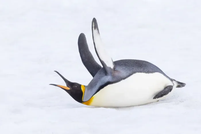 Framed Print : Southern Ocean, South Georgia. A king penguin flaps its flippers