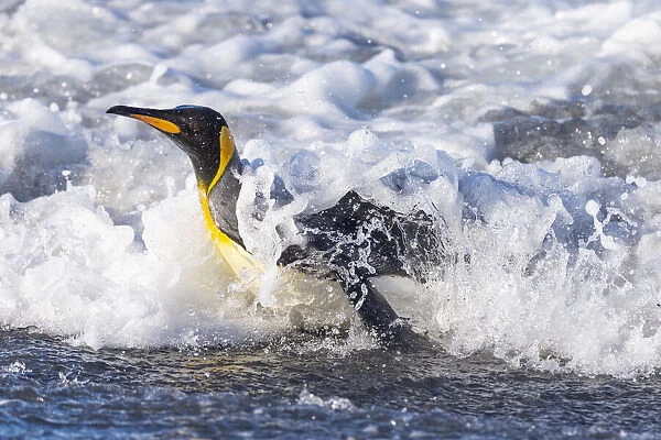 Southern Ocean, South Georgia. A king penguin surfs the waves to the shore