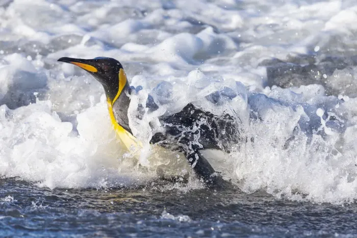 Framed Print : Southern Ocean, South Georgia. A king penguin surfs the waves to the shore Framed Print : Southern Ocean, South Georgia. A king penguin surfs the waves to the shore