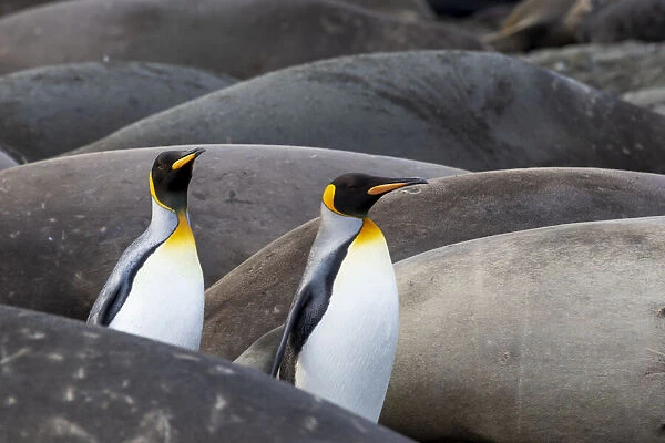 Southern Ocean, South Georgia. King penguins find their way #24354239