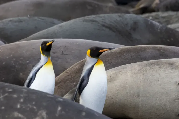 Framed Print : Southern Ocean, South Georgia. King penguins find their way through the elephant seals