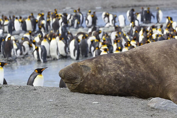 Southern Ocean, South Georgia. A large elephant seal bull lies in the midst of many