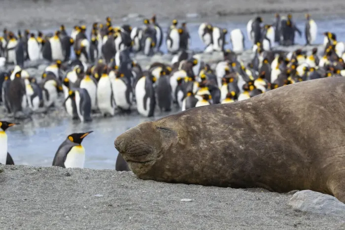 Framed Print : Southern Ocean, South Georgia. A large elephant seal bull lies in the midst of many Framed Print : Southern Ocean, South Georgia. A large elephant seal bull lies in the midst of many