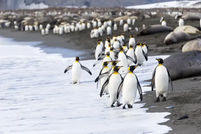 Framed Print : Southern Ocean, South Georgia. A large group of king penguins walk at the edge of