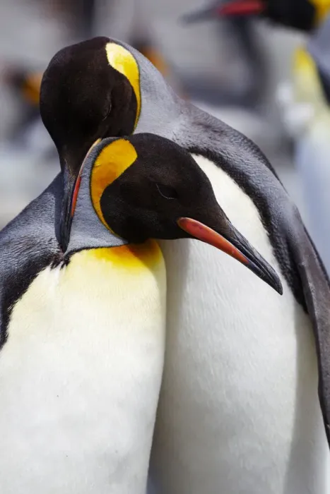 Framed Print : Southern Ocean, South Georgia. Portrait of two adults exhibiting courting behavior Framed Print : Southern Ocean, South Georgia. Portrait of two adults exhibiting courting behavior