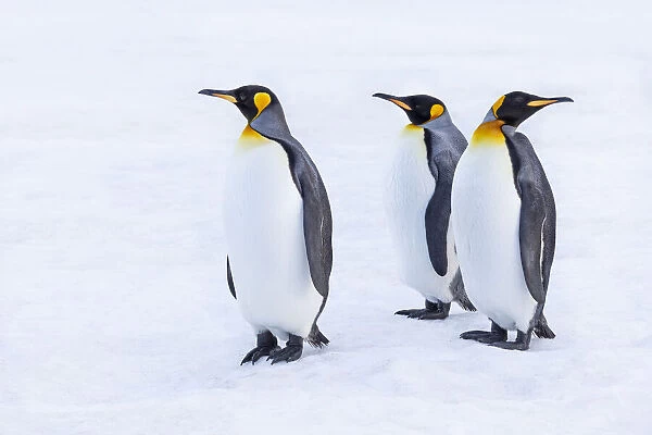 Southern Ocean, South Georgia. Portrait of king penguins in the snow