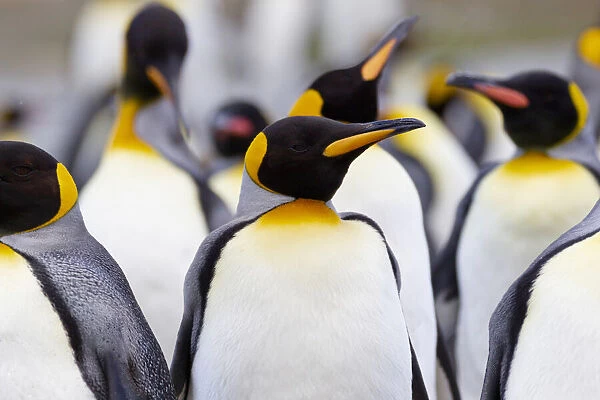 Southern Ocean, South Georgia. Portrait of a king penguin among other adults