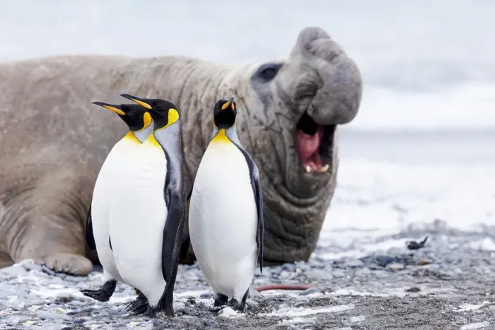 Framed Print : Southern Ocean, South Georgia, Salisbury Plain, king penguin, southern elephant seal Framed Print : Southern Ocean, South Georgia, Salisbury Plain, king penguin, southern elephant seal
