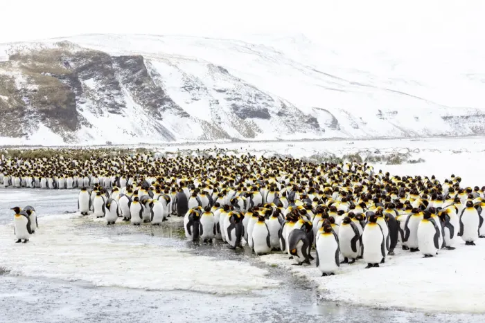 Framed Print : Southern Ocean, South Georgia, Salisbury Plain. Non breeding adults congregate on the icy Framed Print : Southern Ocean, South Georgia, Salisbury Plain. Non breeding adults congregate on the icy