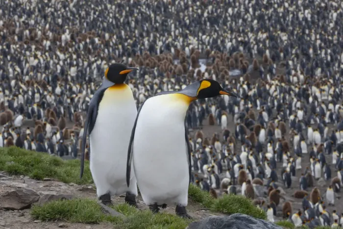 Framed Print : Southern Ocean, South Georgia, St. Andrews Bay. Two adults stand together