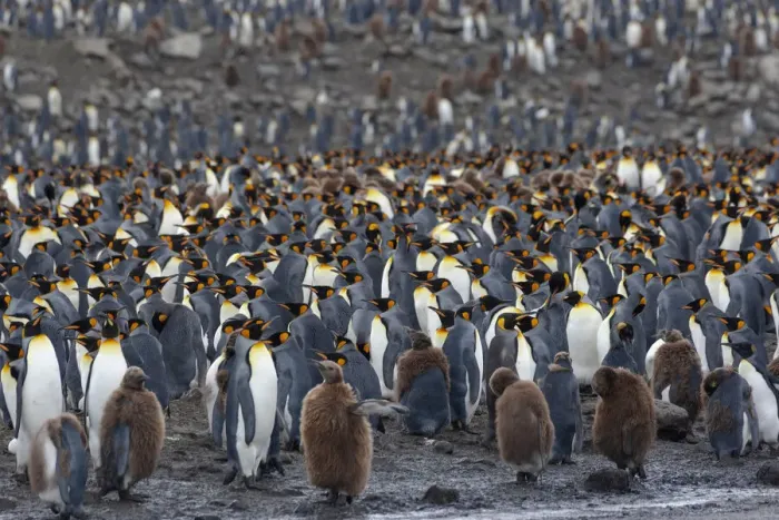 Framed Print : Southern Ocean, South Georgia, St. Andrews Bay. The rookery is crowded with adults Framed Print : Southern Ocean, South Georgia, St. Andrews Bay. The rookery is crowded with adults