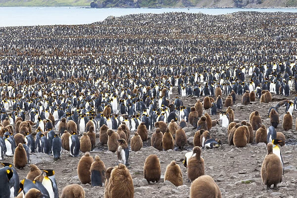 Southern Ocean, South Georgia, St. Andrews Bay. Adults interspersed with chicks