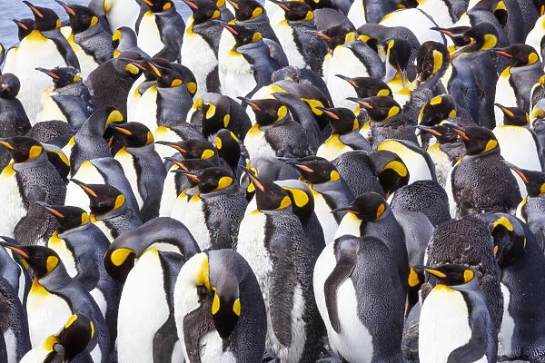 Southern Ocean, South Georgia. View of a group of molting adults