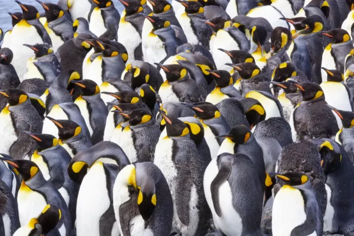 Framed Print : Southern Ocean, South Georgia. View of a group of molting adults