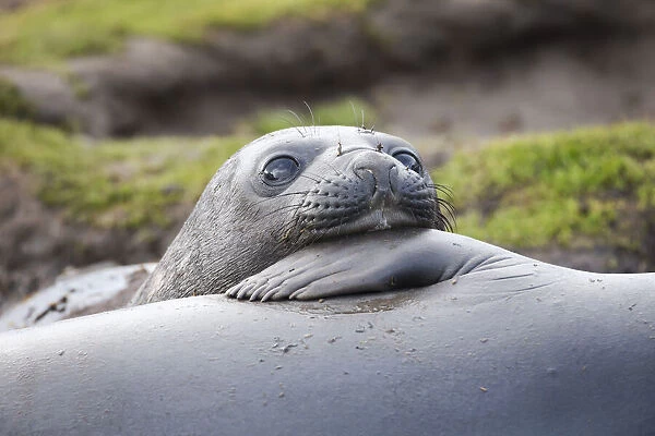 Southern Ocean, South Georgia. A young elephant seal mouths the flipper of another