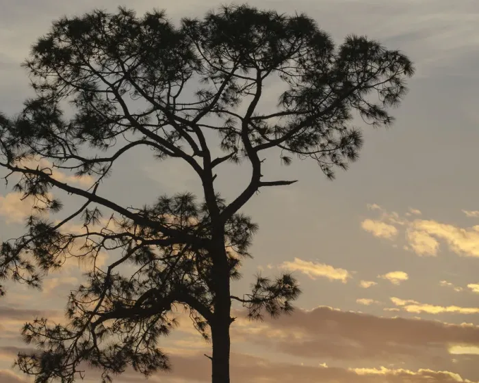 Framed Print : Southern pine at sunset, Bushnell, Florida