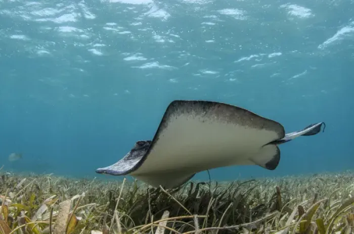 Framed Print : Southern Stingray (Dasyatis americana), Belize Barrier Reef, BELIZE, Central America
