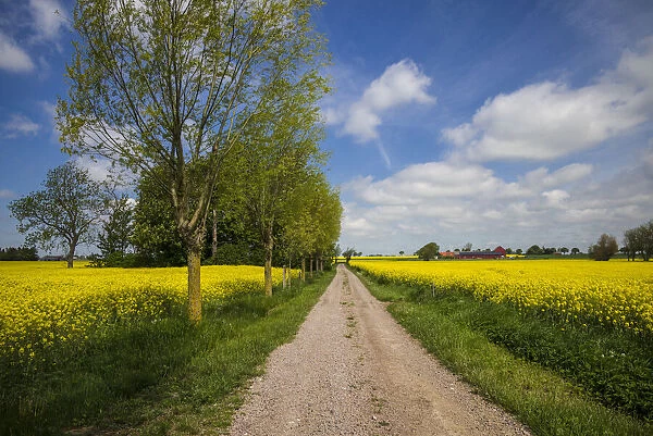 Southern Sweden, Boste lage, country road with yellow flowers, springtime