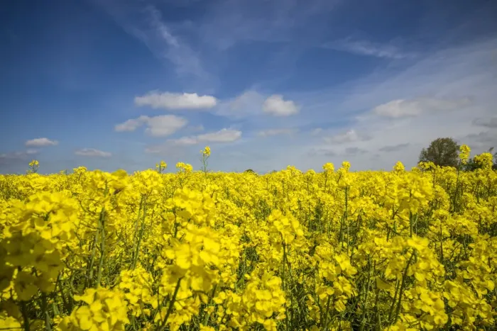 Framed Print : Southern Sweden, Boste lage, filed with yellow flowers, springtime Framed Print : Southern Sweden, Boste lage, filed with yellow flowers, springtime