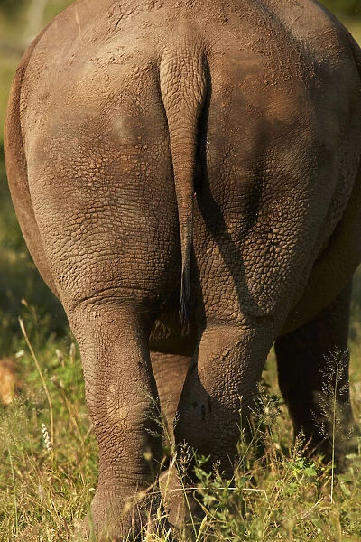 Bottom of Southern white rhinoceros (Ceratotherium simum simum), Kruger National Park