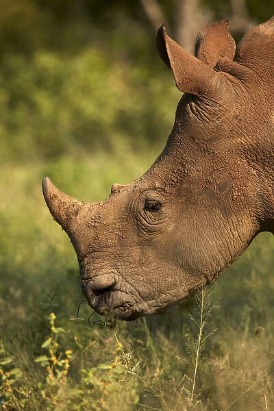 Southern white rhinoceros (Ceratotherium simum simum), Kruger National Park, South Africa