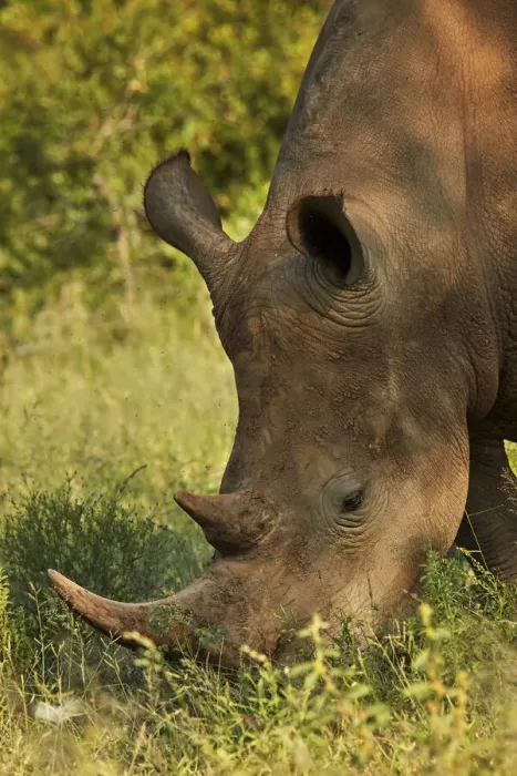 Framed Print : Southern white rhinoceros (Ceratotherium simum simum), Kruger National Park, South Africa