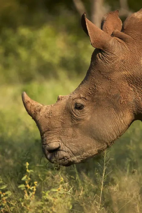 Framed Print : Southern white rhinoceros (Ceratotherium simum simum), Kruger National Park, South Africa Framed Print : Southern white rhinoceros (Ceratotherium simum simum), Kruger National Park, South Africa