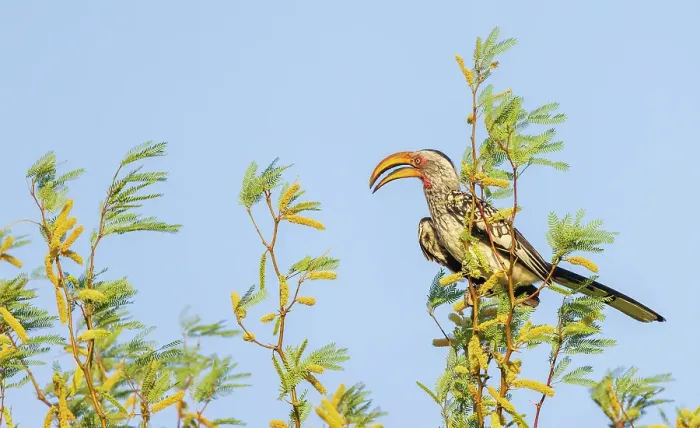 Framed Print : Southern yellow-billed hornbill at home in the Kalahari Desert Framed Print : Southern yellow-billed hornbill at home in the Kalahari Desert