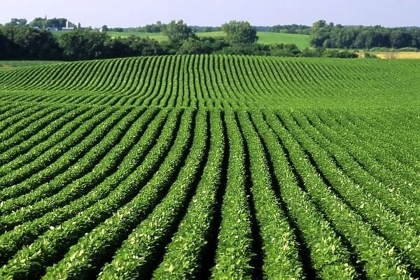 Soybean field in Waterville, Minnesota