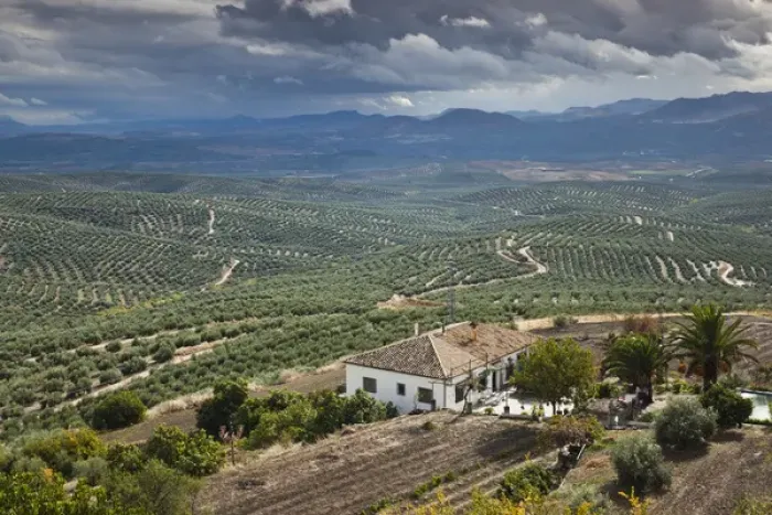 Framed Print : Spain, Andalucia Region, Jaen Province, Ubeda, elevated view of olive groves
