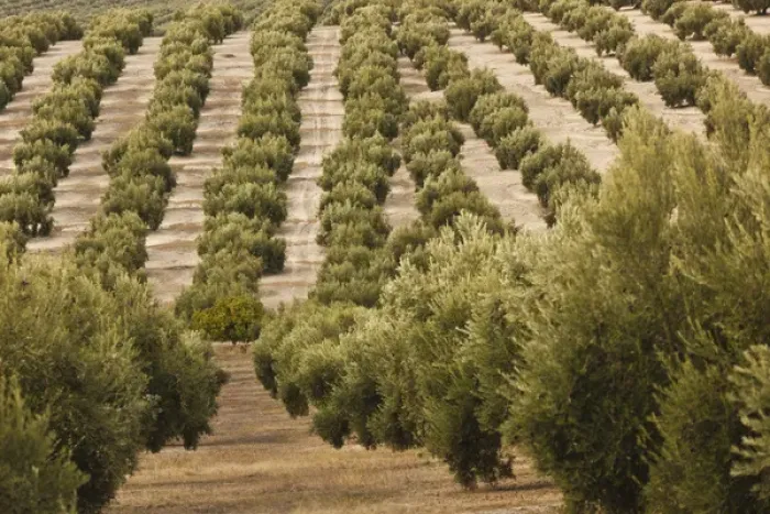 Framed Print : Spain, Andalucia Region, Jaen Province, Jaen-area, olive trees