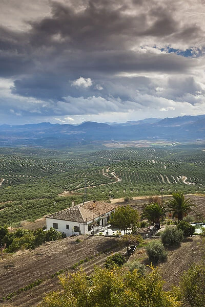 Spain, Andalucia Region, Jaen Province, Ubeda, elevated view of olive groves