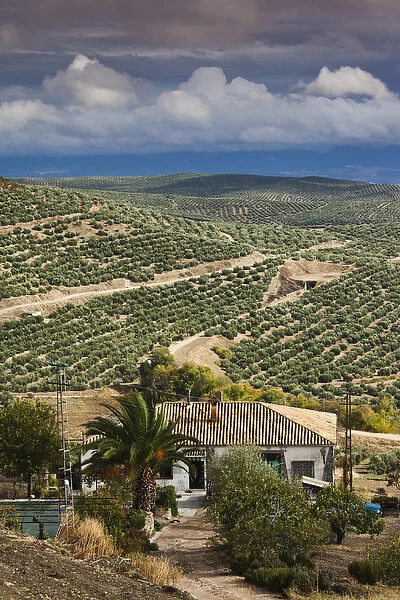 Spain, Andalucia Region, Jaen Province, Ubeda, elevated view of olive groves