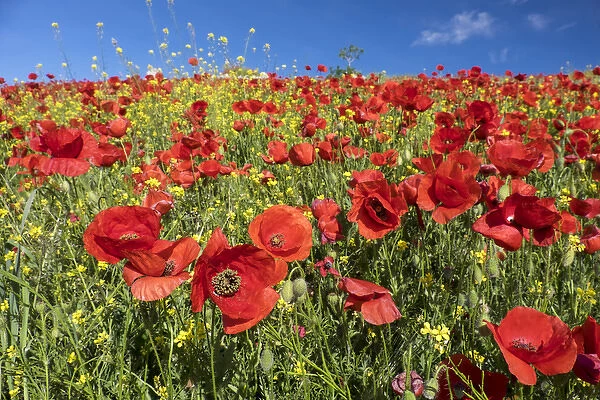 Spain, Andalusia. A field of bright and cheerful red poppy wildflowers