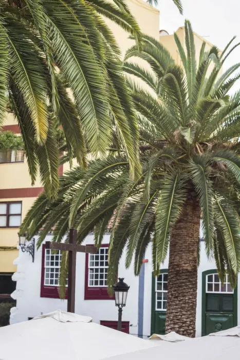 Framed Print : Spain, Canary Islands, La Palma Island, Santa Cruz de la Palma, palm tree Framed Print : Spain, Canary Islands, La Palma Island, Santa Cruz de la Palma, palm tree