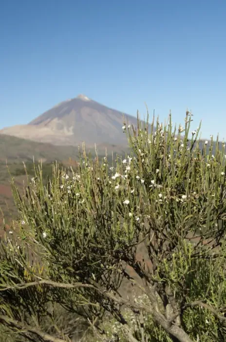 Framed Print : Spain, Canary Islands, Tenerife. Las Canadas National Park. Mt. Teide, 12, 300 ft