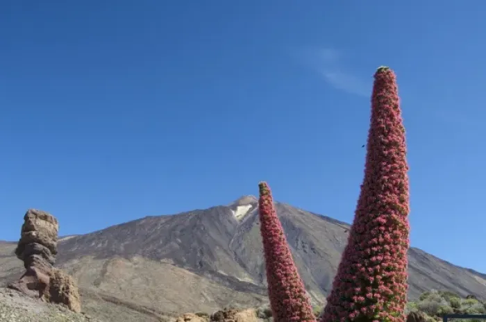 Framed Print : Spain, Canary Islands, Tenerife. Las Canadas National Park. Mt. Teide, 12, 300 ft. volcano