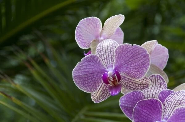 Spain, Canary Islands, Tenerife. Puerto De La Cruz, Orchid Gardens of Sitio Litre