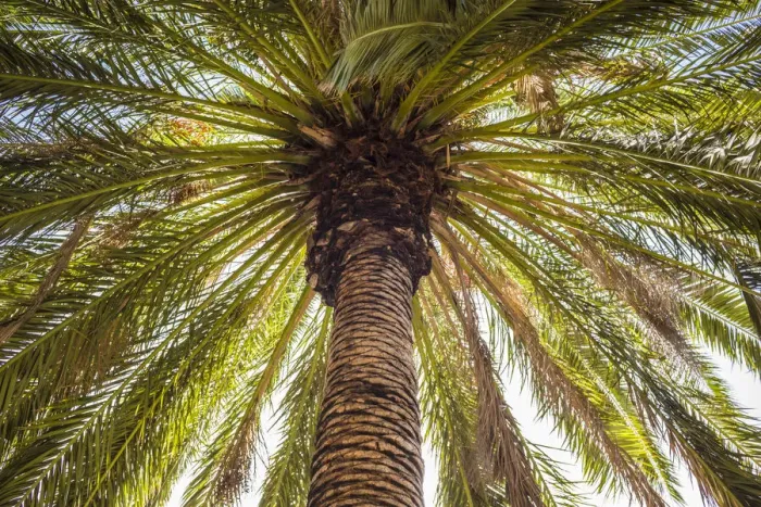 Framed Print : Spain, Canary Islands, Tenerife Island, Masca, palm tree Framed Print : Spain, Canary Islands, Tenerife Island, Masca, palm tree