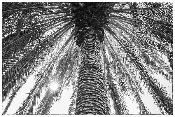 Spain, Canary Islands, Tenerife Island, Masca, palm tree