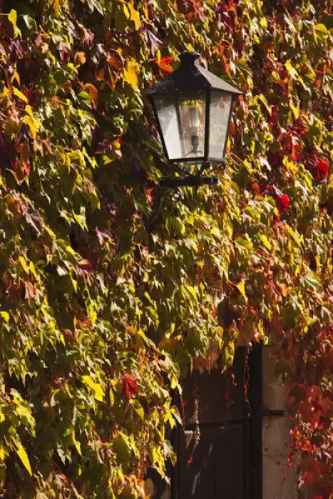 Framed Print : Spain, Cantabria Region, Cantabria Province, Santillana del Mar, leaf-covered wall Framed Print : Spain, Cantabria Region, Cantabria Province, Santillana del Mar, leaf-covered wall