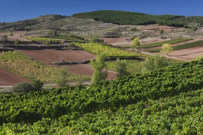Framed Print : Spain, La Rioja Region, La Rioja Province, Bobadilla, vineyards Framed Print : Spain, La Rioja Region, La Rioja Province, Bobadilla, vineyards