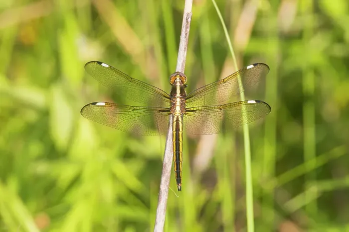 Framed Print : Spangled Skimmer female, Marion County, Illinois Framed Print : Spangled Skimmer female, Marion County, Illinois