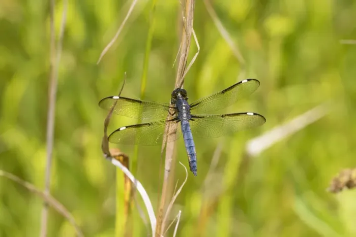 Framed Print : Spangled Skimmer (Libellula cyanea) male Glass Lizard Fen Ripley Co. MO Framed Print : Spangled Skimmer (Libellula cyanea) male Glass Lizard Fen Ripley Co. MO