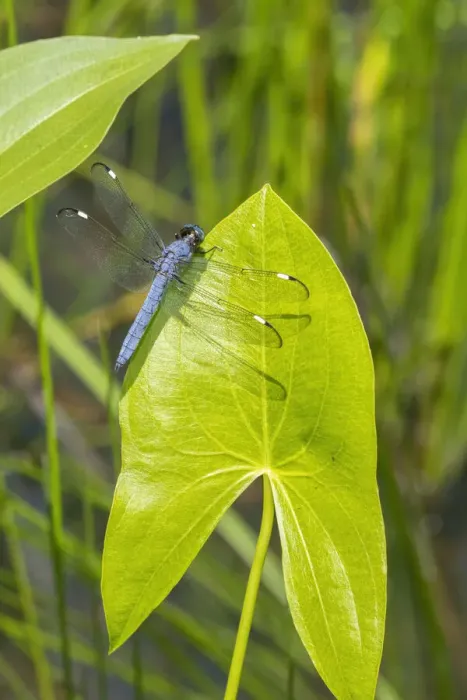 Framed Print : Spangled Skimmer male on Arrowhead plant Framed Print : Spangled Skimmer male on Arrowhead plant