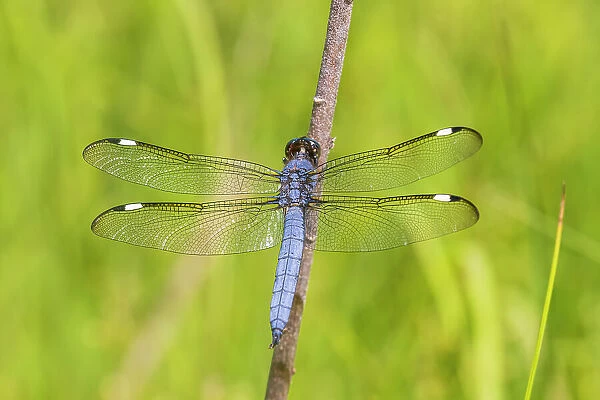 Spangled Skimmer male, Marion County, Illinois