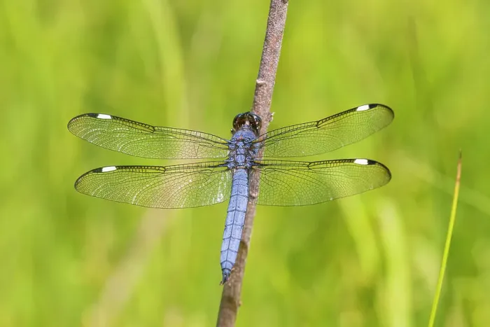 Framed Print : Spangled Skimmer male, Marion County, Illinois Framed Print : Spangled Skimmer male, Marion County, Illinois