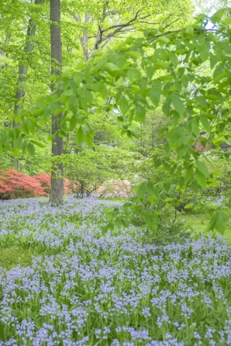 Framed Print : Spanish Bluebell, Azalea Woods, Winterthur, Delaware, USA Framed Print : Spanish Bluebell, Azalea Woods, Winterthur, Delaware, USA