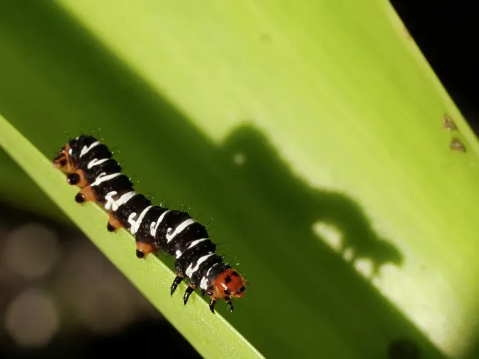 Framed Print : Spanish moth caterpillar, Southern Florida